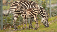 Böhm-Zebra_2.jpg